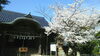 「明日は☆直江こんぴら神社の桜まつり☆です　　私は何をしようかな～(*^^)(^^*)」