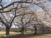 「黒磯公園の桜は今週末が満開でしょうか＾＾」