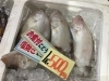「魚魚市場鮮魚コーナーおすすめは「エビスダイ」です♪」