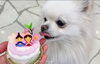 「わんちゃん用ひなまつりケーキのご案内♪」