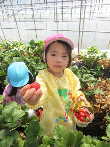 イチゴ苦手だったけど、パクパク食べちゃった！「いちご摘みで大喜び！！」