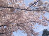 「今日の　さくら便り」