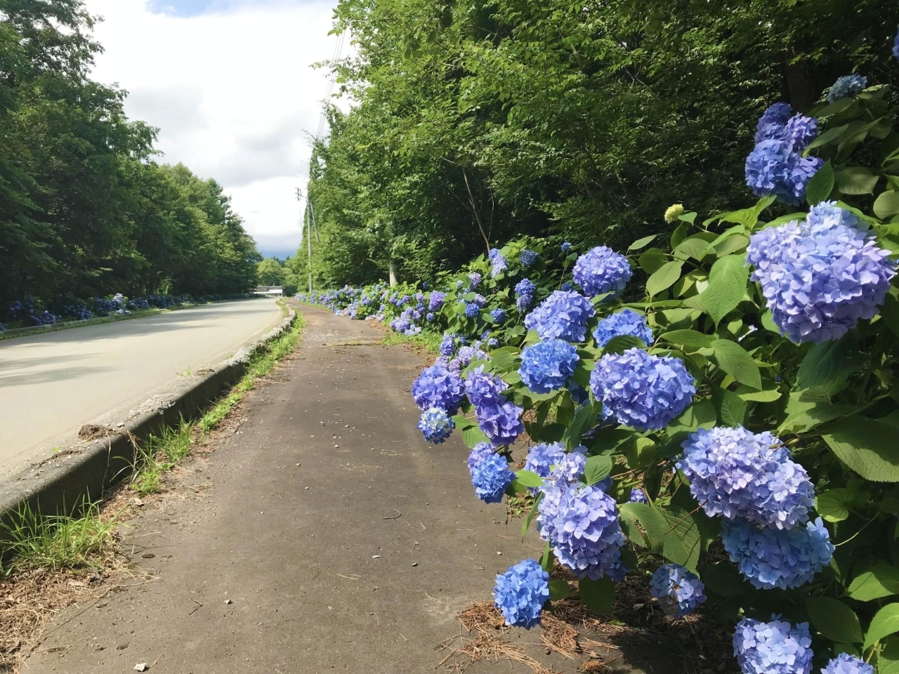 雫石 あじさいロード 夏のお出かけスポット まいぷれ 盛岡 滝沢 矢巾 八幡平 雫石 雫石 あじさいロード 夏のお出かけスポット まいぷれ 盛岡 滝沢 矢巾 八幡平 雫石