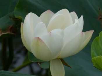 北浦荘前。一面レンコンの花が咲き、美しい光景にも癒されます。「北浦温泉 北浦荘」