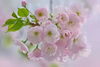「八重桜」