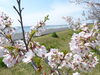 「今日の　さくら便り」
