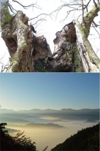 【樹齢2000年のトチノキ】
【当館近くの山から観る雲海】「あやべ温泉・二王館」