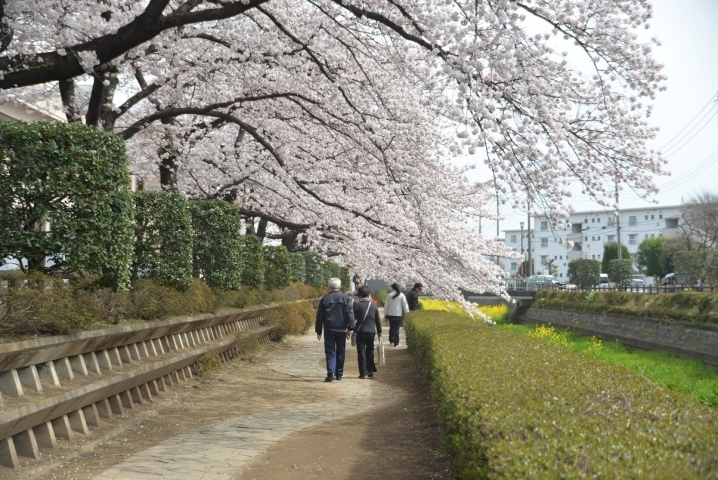 文化センター 上尾市 上尾市 桶川市お花見スポット まいぷれ 上尾 桶川 文化センター 上尾市 上尾市 桶川市お花見スポット まいぷれ 上尾 桶川