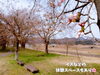 「南魚沼の穴場の桜スポット！かまくら桜ヶ丘公園の桜のトンネル。」
