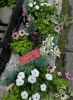 お買得の寄せ植え苗セット🌿「園芸 花鉢人気品種 ホクシア 入荷しました!!」