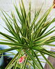 「観葉植物入荷しました」