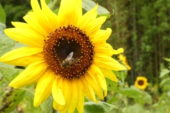 向日葵畑で働きバチが活動中！「蜂蜜専門店 フローラルハニー」