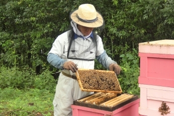 ミツバチの様子を毎日チェック。品質に自信があります！「蜂蜜専門店 フローラルハニー」