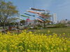 「『小岩菖蒲園 鯉のぼり（江戸川区）』」