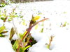 後日、雪の中、つぼみ？を見たら花が咲いていました。「春の兆し」