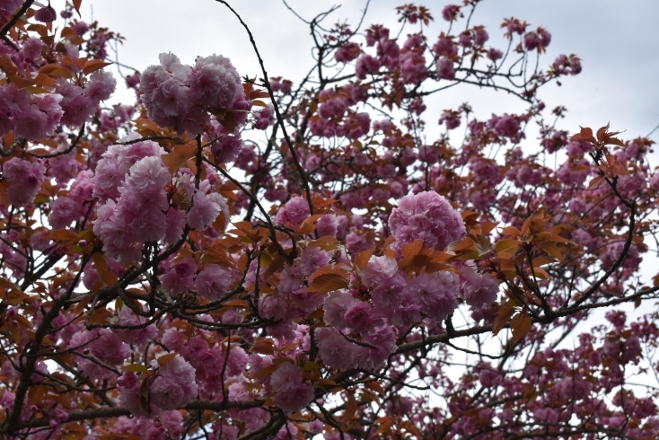八重桜「4月15日（木）は、休館日です！」