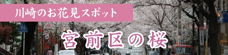 川崎でお花見するならここ！　宮前区の桜情報