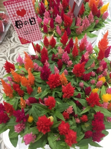 デコレーションケーキ フラワー ファーマーズマーケット Mファームのニュース まいぷれ 盛岡 滝沢 矢巾 八幡平 雫石 デコレーションケーキ フラワー ファーマーズマーケット Mファームのニュース まいぷれ 盛岡 滝沢 矢巾 八幡平 雫石