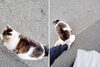 すりすりするニャー「(ΦωΦ) 気温が上がりネコ元気 (=^・^=)　★英会話と体操のコラボ教室（堀切、お花茶屋、綾瀬、亀有、小菅）」