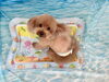 ねむくん「波とわんこ🌊」