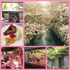 「今年は桜を楽しみましたか？」