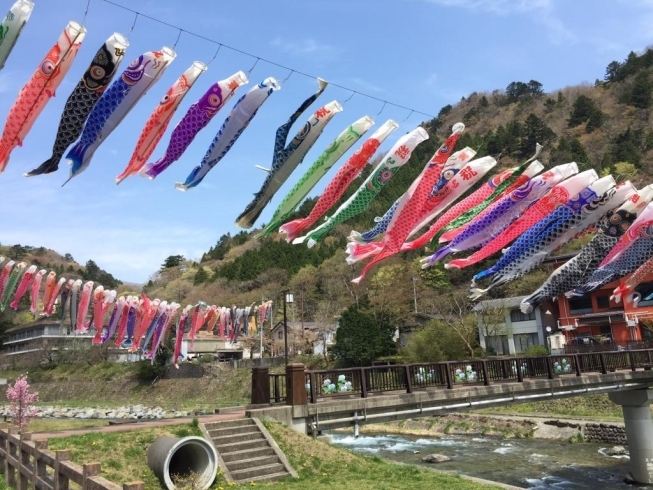 「板室温泉すぐ近くの川では約100匹の鯉のぼりが！」