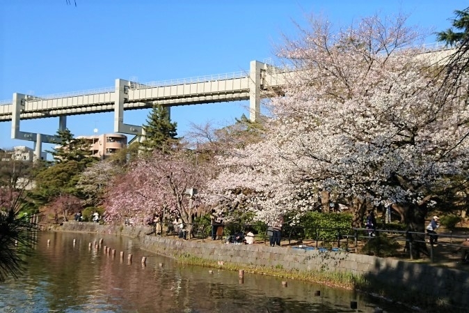 千葉公園 千葉市中央区 お花見するならここ 千葉 船橋 市川 習志野の 桜 特集 2021年 まいぷれ 千葉市