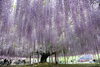 「今日はお休みです。（毎週水曜日）」