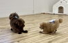 ひつじ同志　🐏🐏「ましゅまろ幼稚園🐾　パート２」