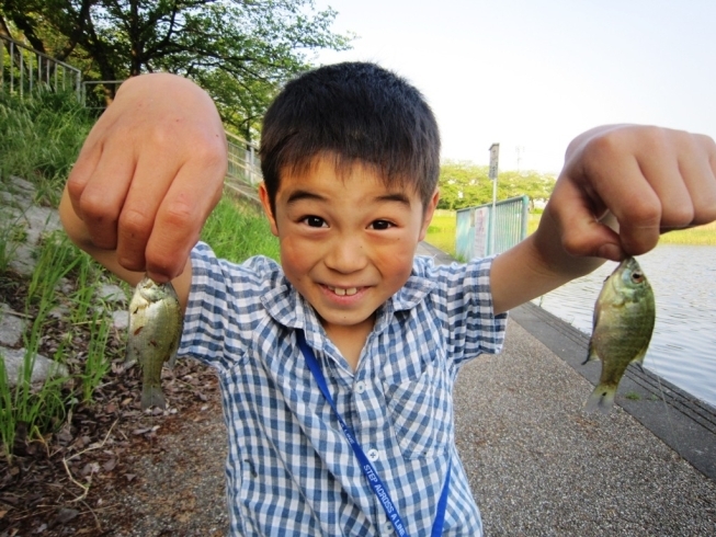 「ブルーギルがいっぱい釣れた～！！」