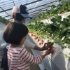 いちごまでの高さは二段階。小さなお子様でも安心♪「アンデルセンいちご農園」