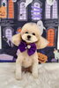 カイくん「Happy Halloween 2026🎃」