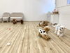 元気いっぱい「ましゅまろ幼稚園🐾　パートⅡ」