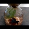 ベタと水耕栽培サボテン水槽 おしゃれな熱帯魚アクアリウム　＃54