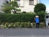 張り切って枝切り中です!「山一運輸興業株式会社 N・C・S事業部」