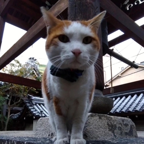 「圓満寺の看板猫・テンくんがネットニュースに取り上げられました🐈🎊」
