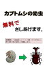 「カブトムシの幼虫」
