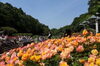 「『動植物園バラまつり（市川市）』」