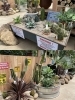 ■ミニドライガーデン　サボテン、多肉植物も種類が豊富です！「Green Feel」