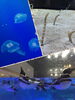 「すみだ水族館の幻想的なクラゲ♪」