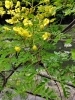 ジャケツイバラ(マメ科)の花「アトリエへ-☆-観察会へ」