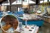 「魚魚の宿」