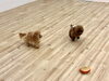 クレア＆ジンジャー　チビチビ組も追いかけっこ中☺️「ましゅまろ幼稚園🐾」
