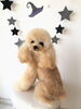 きなこちゃん　♡「Ｈappy Halloween ^o^」