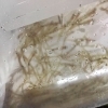 「魚魚市場鮮魚コーナーおすすめは「サバ・白魚」です♪」
