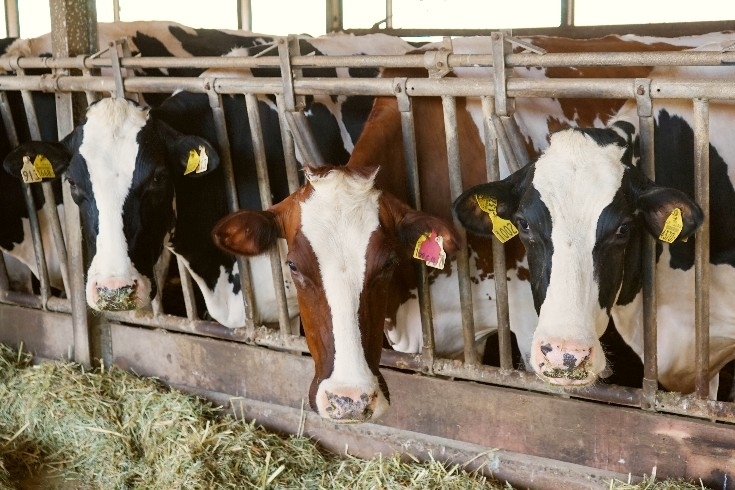 「皆川牧場」新鮮な牛乳を学校給食で。船橋市の牧場で元気な牛を育てています