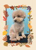 「Dog salon mofu mofu　余市町」
