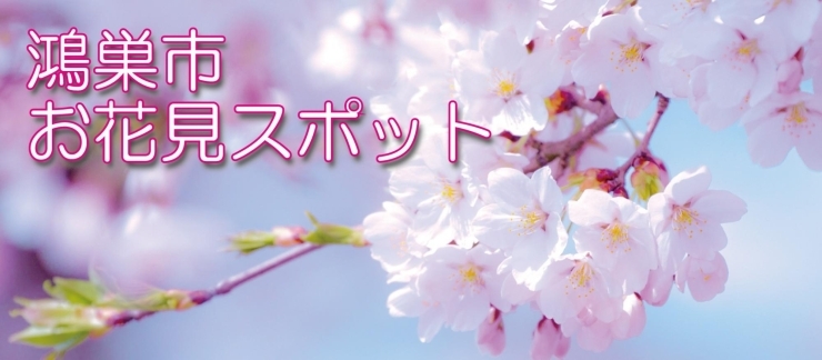 鴻巣市お花見スポット こうのす広場 鴻巣市 鴻巣市お花見スポット こうのす広場 鴻巣市