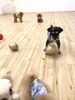 トス失敗… 破るんじゃないかと、まわりが引く　笑「ましゅまろ幼稚園(^｡^)おまけ」