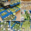 「『根曲り竹』入荷しました！道の駅木曽福島」